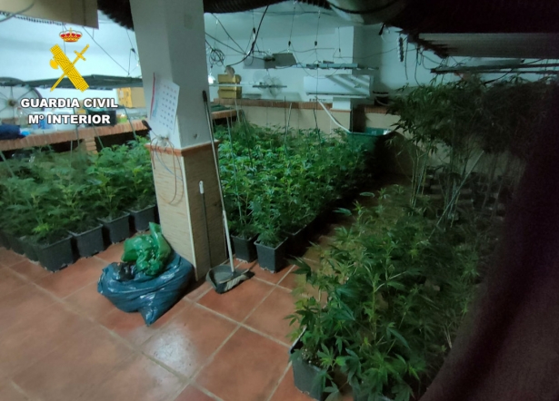 Marihuana intervenida (GUARDIA CIVIL)