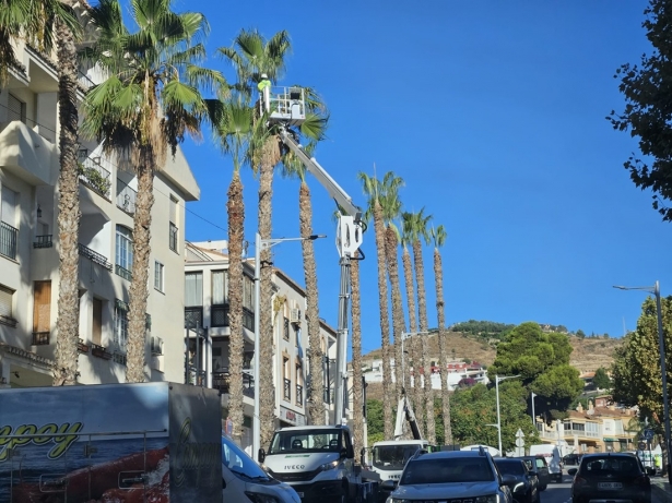 Limpieza de palmeras (AYTO. ALMUÑÉCAR)