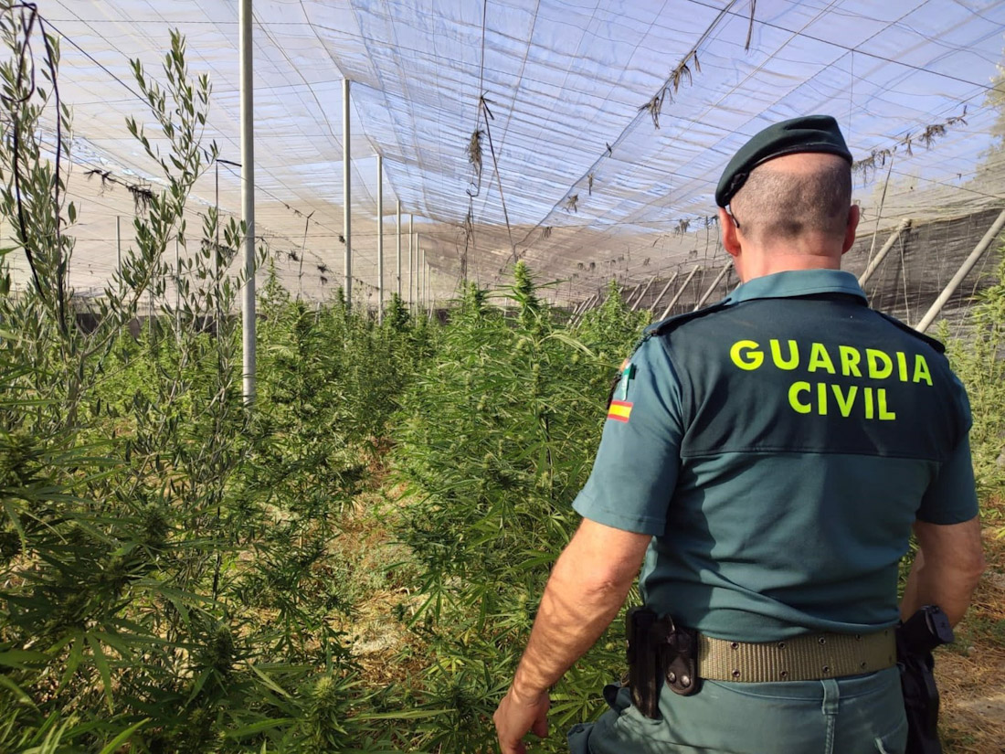 Descubiertas 550 plantas de marihuana en un invernadero de Jayena (GUARDIA CIVIL)