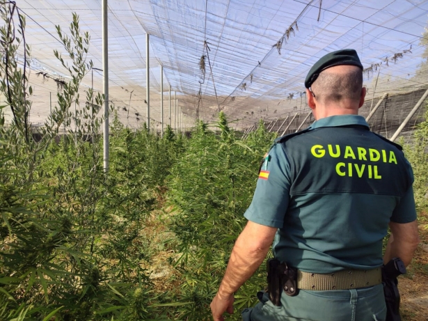 Descubiertas 550 plantas de marihuana en un invernadero de Jayena (GUARDIA CIVIL)