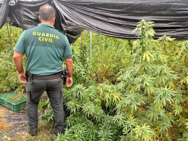 Agente de la Guardia Civil junto a una plantación de marihuana, en una imagen de archivo. (GUARDIA CIVIL) Agente de la Guardia Civil junto a una plantación de marihuana, en una imagen de archivo. (GUARDIA CIVIL)