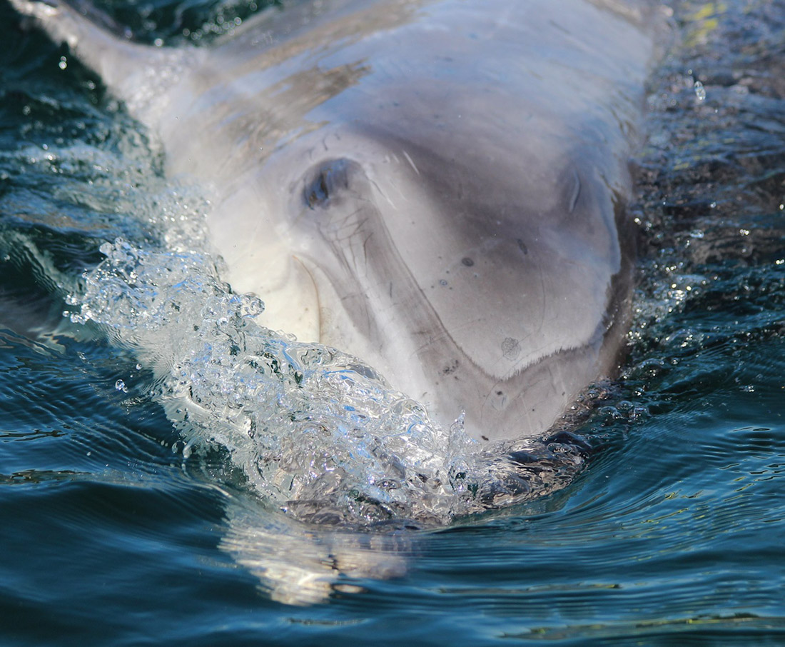 Delfín en imagen de archivo (CEMMA)