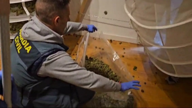 La Guardia Civil se incauta de más de mil plantas y 17 kilos de marihuana en varios pueblos (GUARDIA CIVIL DE GRANADA) La Guardia Civil se incauta de más de mil plantas y 17 kilos de marihuana en varios pueblos (GUARDIA CIVIL DE GRANADA)