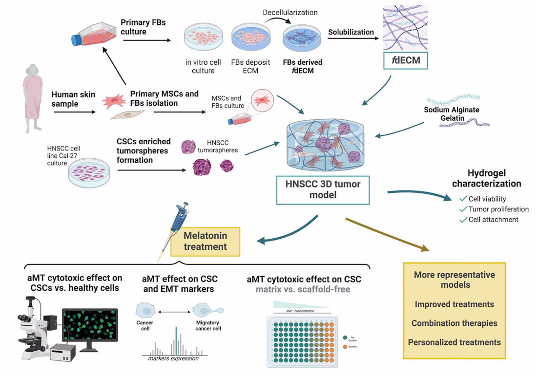 Científicos desarrollan modelos 3D de tumores para poner a prueba tratamientos y fármacos contra el cáncer (UNIVERSIDAD DE GRANADA)