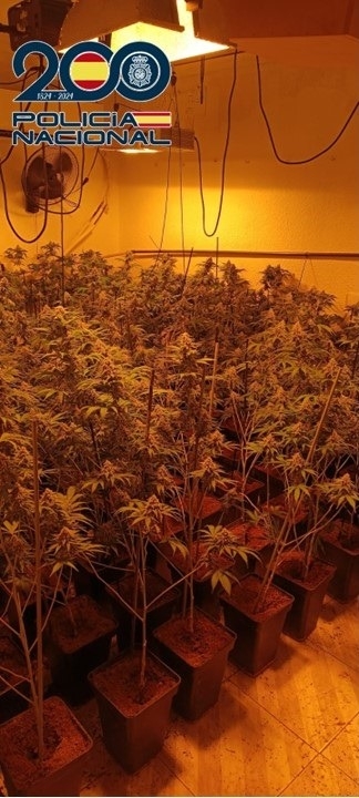 Plantación de marihuana intervenida por la Policia Nacional (POLICIA ANCIONAL) Plantación de marihuana intervenida por la Policia Nacional (POLICIA ANCIONAL)