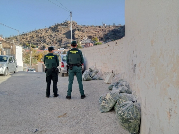 Guardia Civil interviene 16.594 plantas de marihuana en Pinos Puente en una operación de alto impacto (GUARDIA CIVIL DE GRANADA) Guardia Civil interviene 16.594 plantas de marihuana en Pinos Puente en una operación de alto impacto (GUARDIA CIVIL DE GRANADA)
