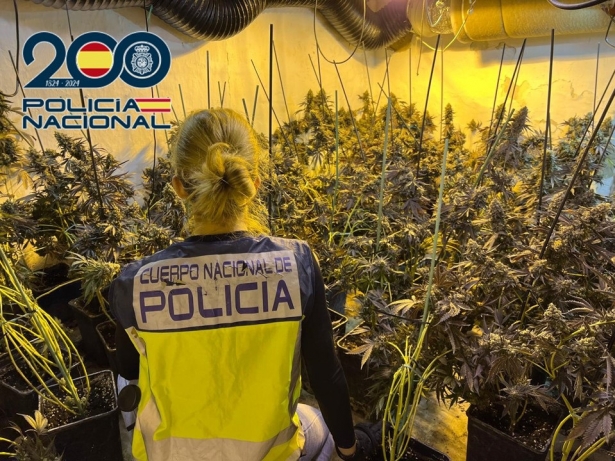 Plantación de marihuana (POLICÍA NACIONAL) Plantación de marihuana (POLICÍA NACIONAL)