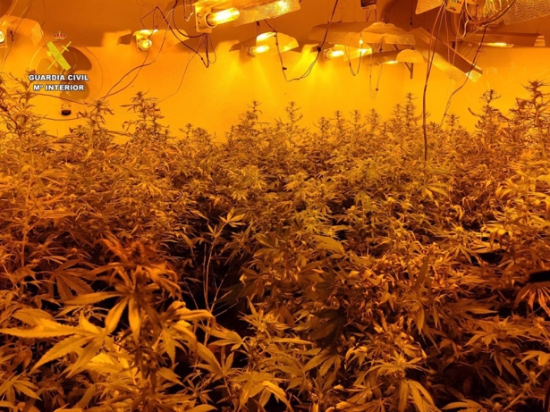 Imagen de archivo de una plantación de marihuana desmantelada por Guardia Civil (GUARDIA CIVIL) Imagen de archivo de una plantación de marihuana desmantelada por Guardia Civil (GUARDIA CIVIL)