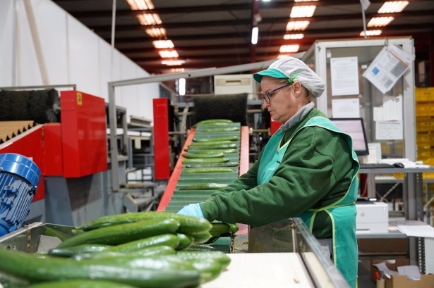 Procam, con hasta 18 millones de facturación, gana presencia en mercados europeos con su producción eco. (JUNTA DE ANDALUCÍA) Procam, con hasta 18 millones de facturación, gana presencia en mercados europeos con su producción eco. (JUNTA DE ANDALUCÍA)