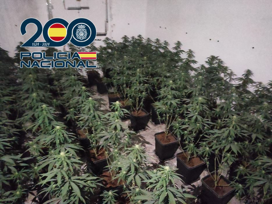 Plantación de marihuana (POLICÍA NACIONAL)