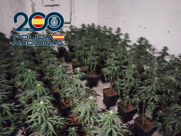 Plantación de marihuana (POLICÍA NACIONAL)