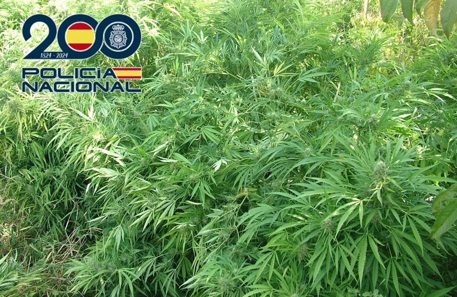 Plantación de marihuana (POLICIA NACIONAL / ARCHIVO)