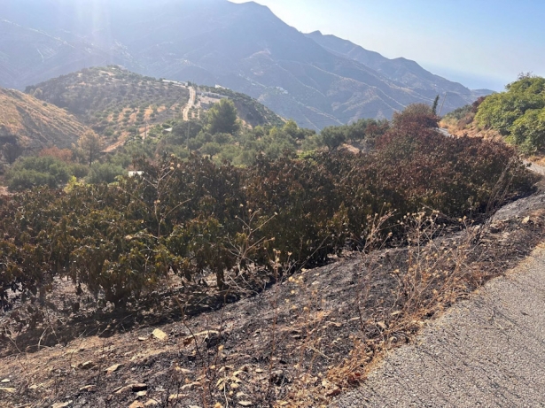 Zona afectada por el incendio de Almuñécar, en imagen de archivo (PSOE GRANADA) Zona afectada por el incendio de Almuñécar, en imagen de archivo (PSOE GRANADA)