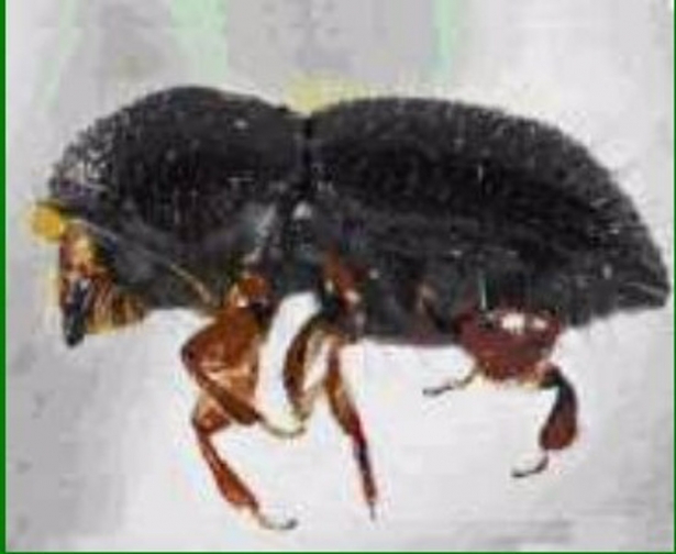 Euwallacea fornicatus (JUNTA DE ANDALUCÍA/ARCHIVO.)