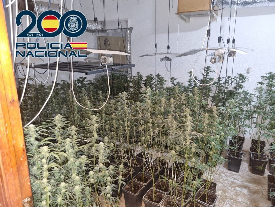 Plantación de marihuana (POLICÍA NACIONAL)