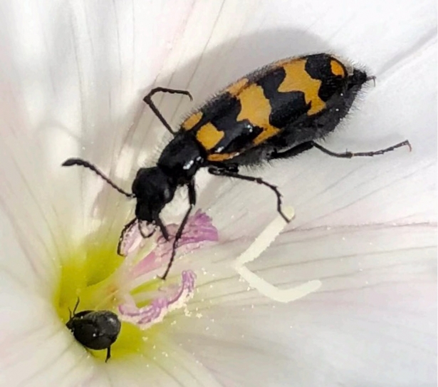 Mylabris nevadensis (UGR) Mylabris nevadensis (UGR)