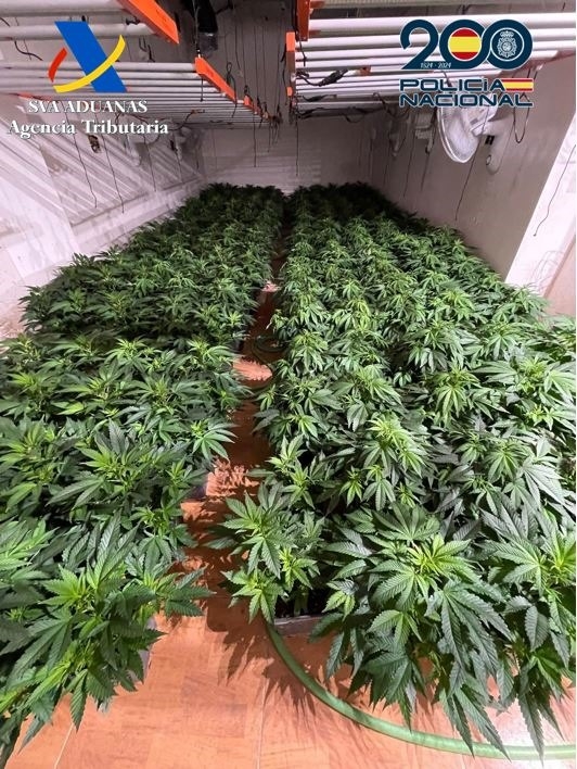 Plantación de marihuana intervenida por la Policia Nacional (POLICIA NACIONAL)