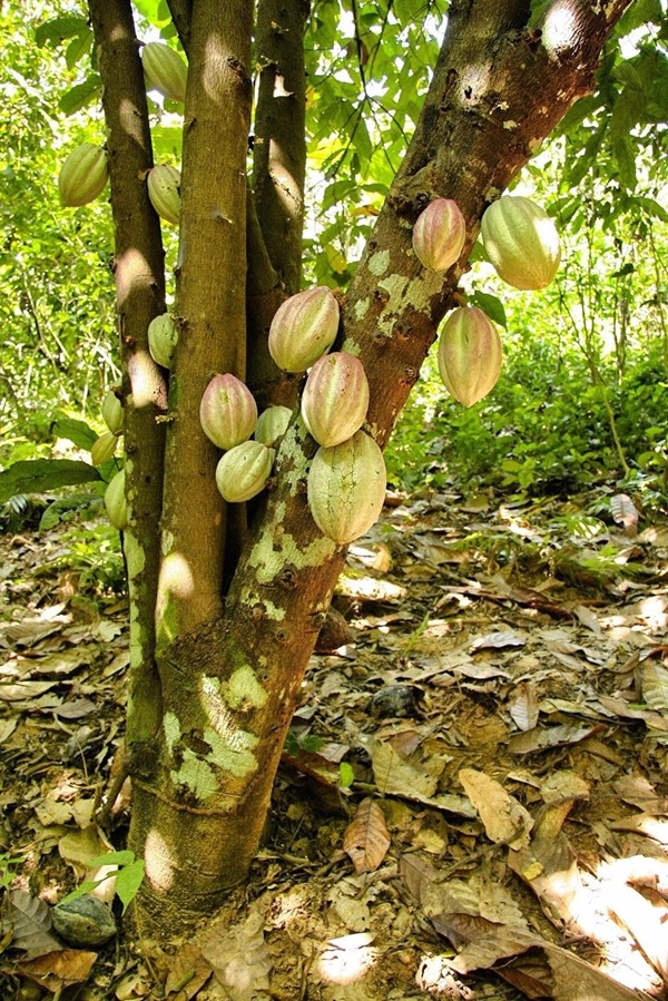 Cultivo de cacao. (EEZ-CSIC) Cultivo de cacao. (EEZ-CSIC)