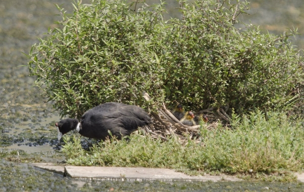 Focha moruna en la Charca de Suárez de Motril (MOTRIL)