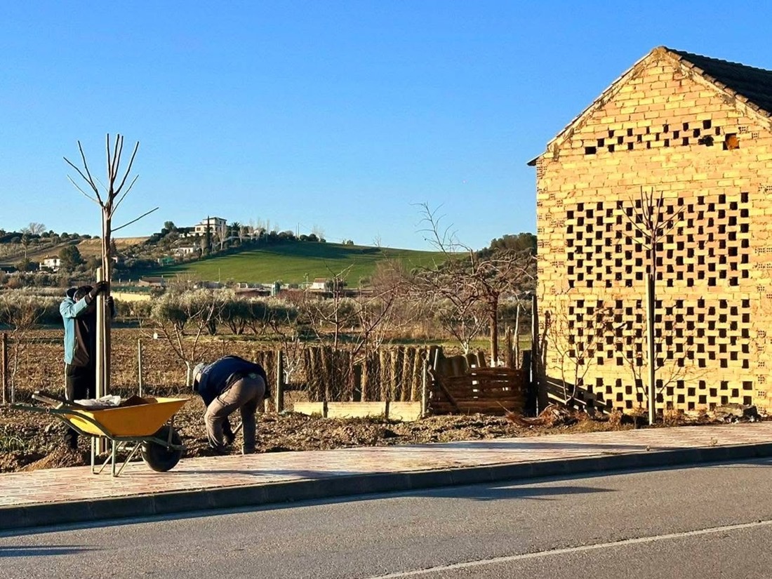 Plantación de Árboles (AYTO. CÚLLAR VEGA)