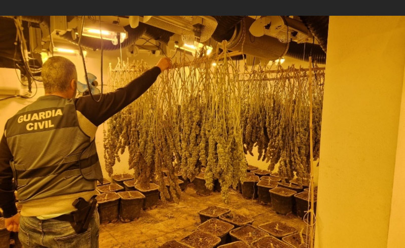 Plantación de marihuana desarticulada (GUARDIA CIVIL)