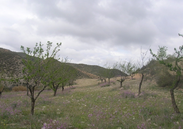 (ASAJA GRANADA) (ASAJA GRANADA)