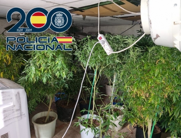 Plantas de Marihuana (POLICÍA NACIONAL)