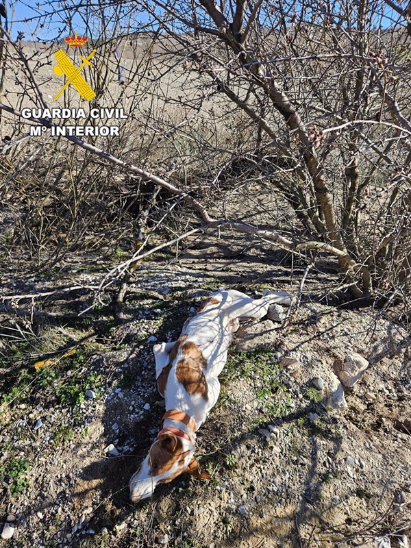 Perro disparado en Granada. (GUARDIA CIVIL)
