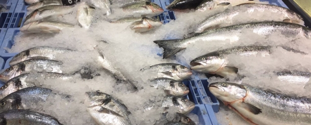 Pescado fresco, en imagen de archivo (UPCT) Pescado fresco, en imagen de archivo (UPCT)