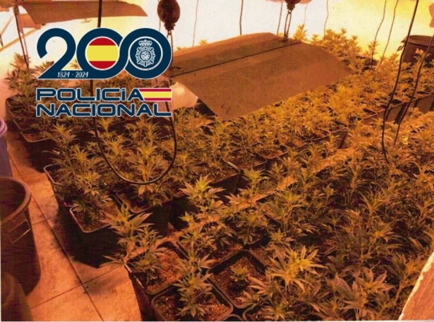 Habitación con 200 plantas marihuana (POLICÍA NACIONAL)