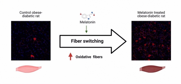 Imágenesde fibras oxidativas (en rojo) de la musculatura de ratas obesas y diabéticas. A la izquierda, se observa la reducción en un ejemplar sin tratamiento. A la derecha, se aprecia el aumento de las mismas en una rata tratada con melatonina (UGR) Imágenesde fibras oxidativas (en rojo) de la musculatura de ratas obesas y diabéticas. A la izquierda, se observa la reducción en un ejemplar sin tratamiento. A la derecha, se aprecia el aumento de las mismas en una rata tratada con melatonina (UGR)