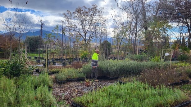 Imagen de la reforestación del anillo verde (UNEI(