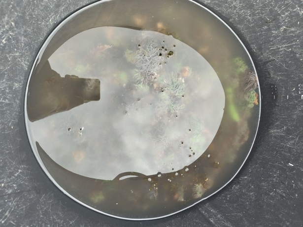 01 Cubo de anémonas incautado (AYTO. ALMUÑÉCAR)