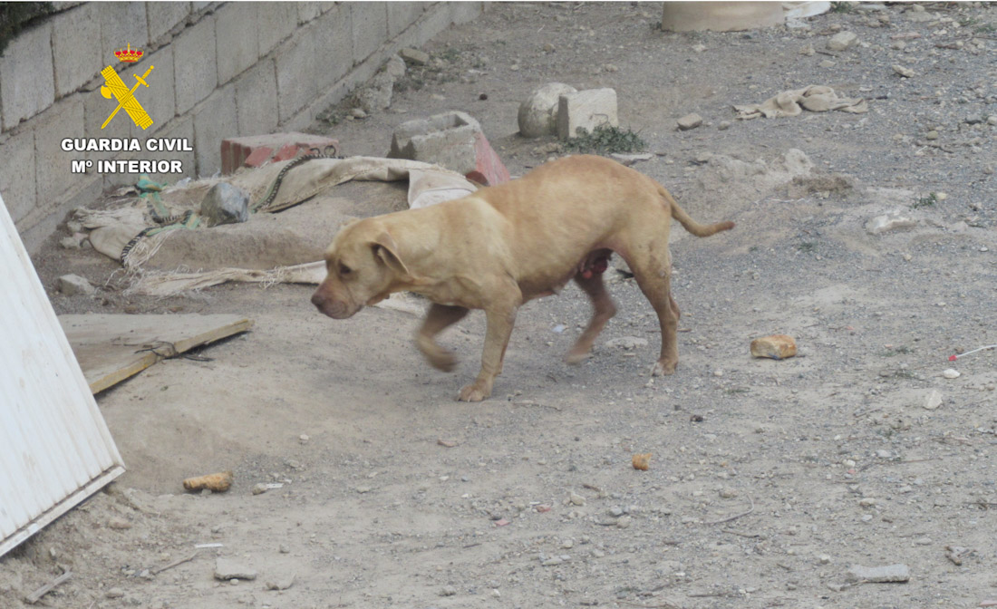 Imagen de un perro abandonado en Alhendín (GUARDIA CIVIL)