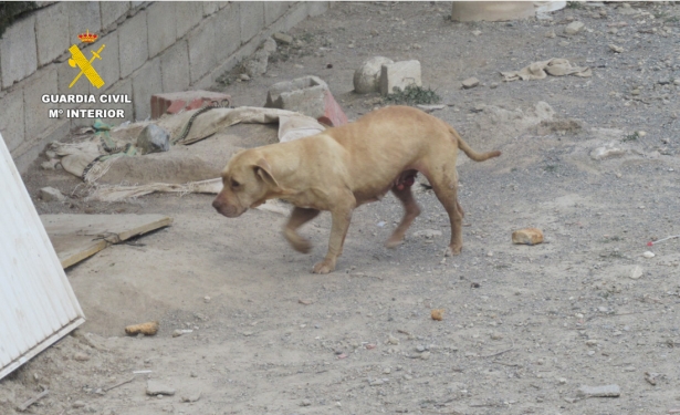 Imagen de un perro abandonado en Alhendín (GUARDIA CIVIL) Imagen de un perro abandonado en Alhendín (GUARDIA CIVIL)