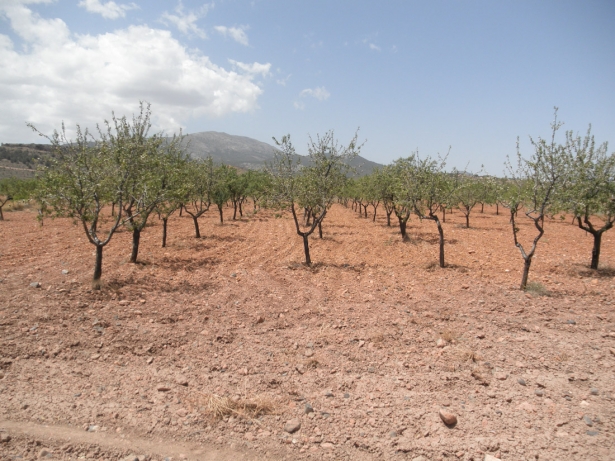 (ASAJA GRANADA) (ASAJA GRANADA)