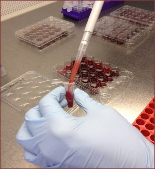 Muestra de sangre en la Estación Experimental del Zaidín, en imagen de archivo (FUNDACIÓN DESCUBRE)