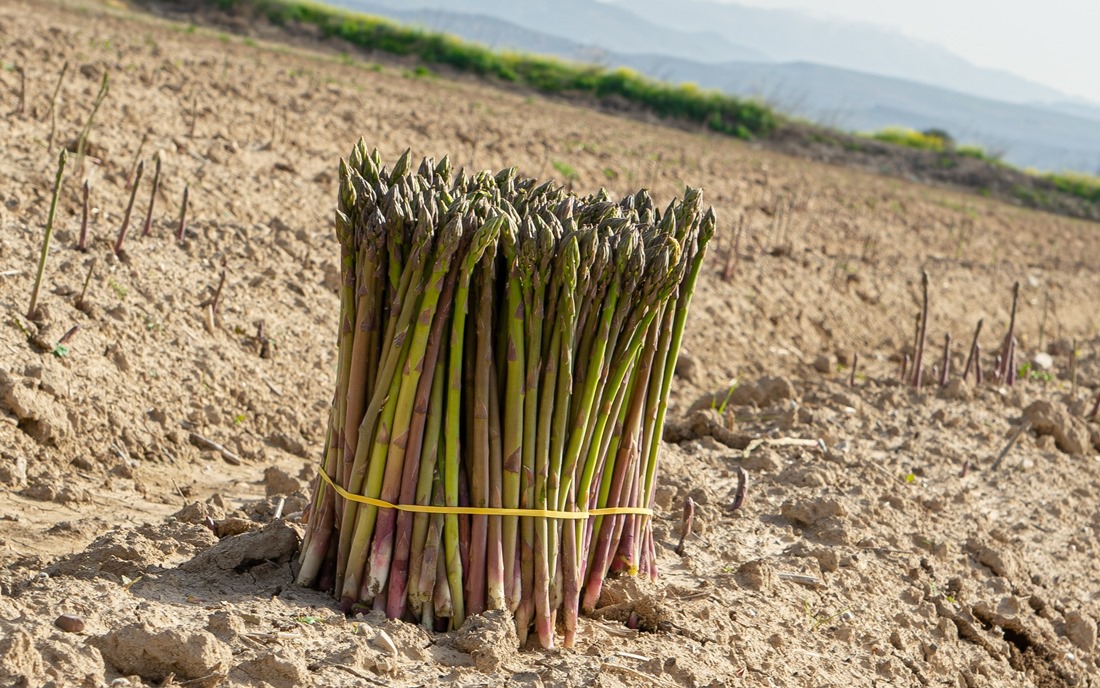 Esparrago verde (FAECA)