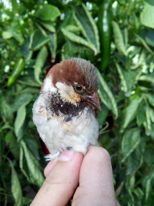 Gorrión en un cultivo (UGR)