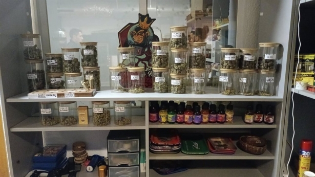 Registro en el desmantelamiento de una plantación de marihuana bajo techo (POLICÍA NACIONAL)