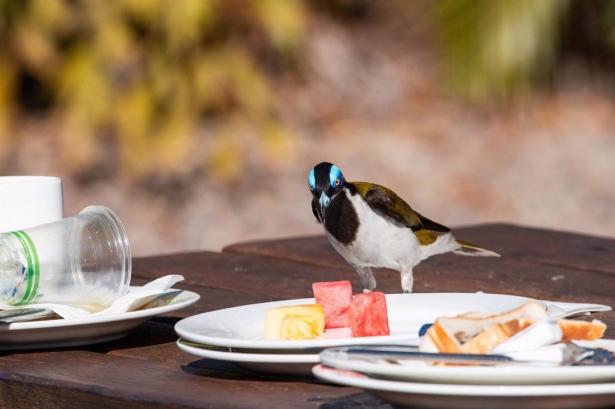 Un pájaro junto a un plato de comida (KASPAR DELHEY)