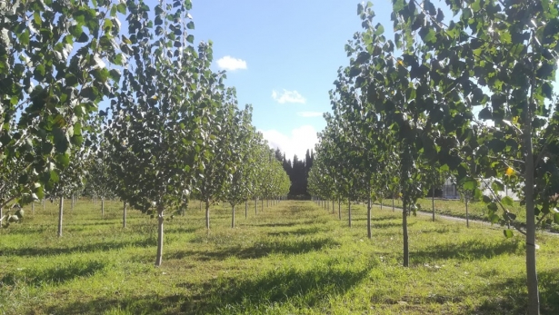 Chopera verde (LIFE WOOD FOR FUTURE)