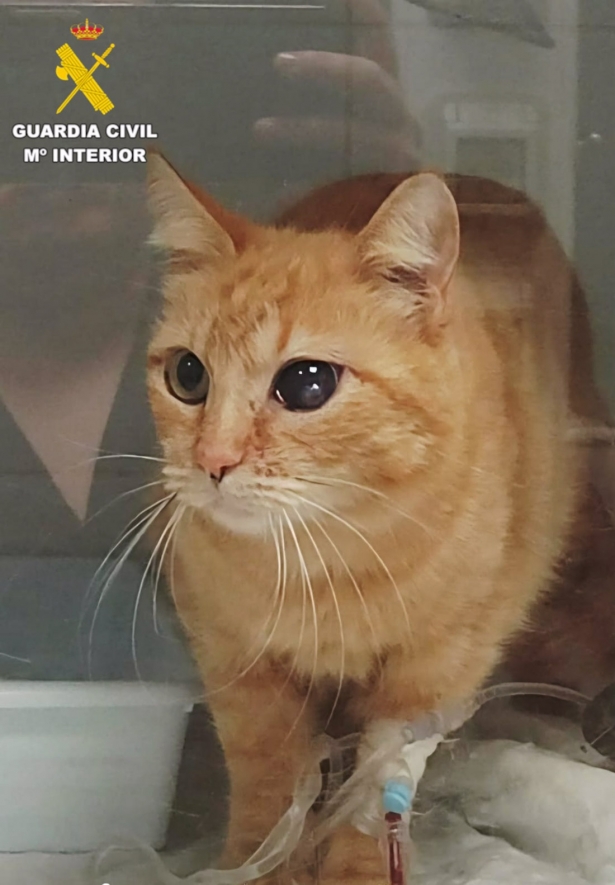 Gato herido por un vecino de La Zubia (GUARDIA CIVIL)