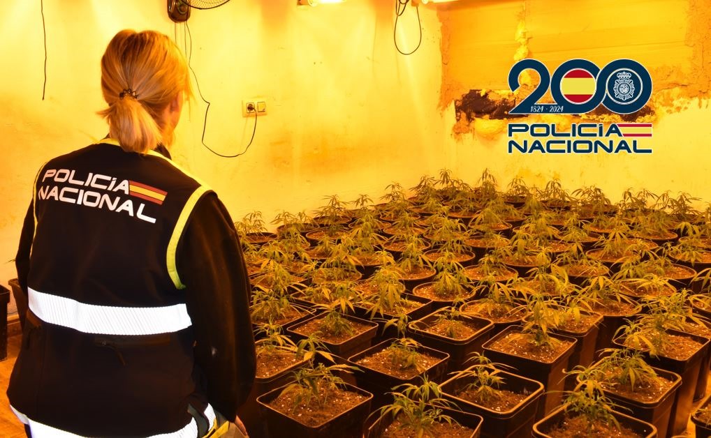 Marihuana incautada (POLICIA NACIONAL)