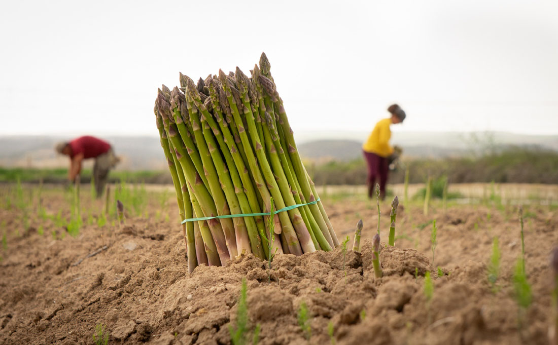 El espárrago verde de origen español ya está llegando tanto al mercado nacional como al internacional
