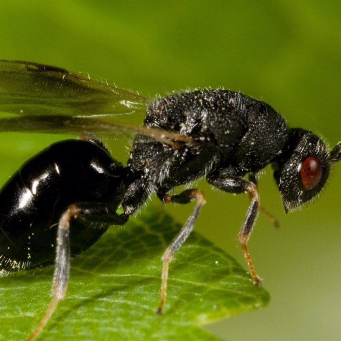 Avispilla del almendro. Archivo (COAG)