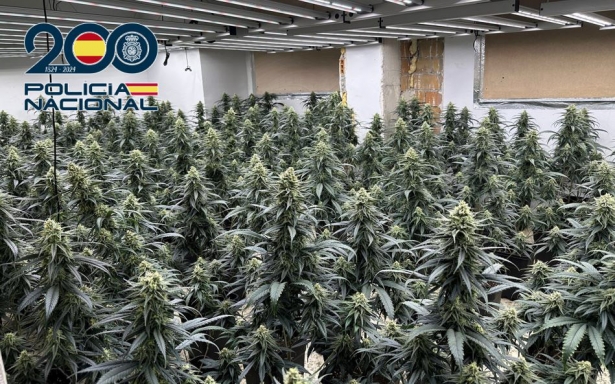 Plantación de marihuana (POLICÍA NACIONAL)