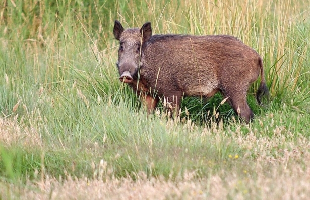 Jabalí. Archivo. (JCCM)