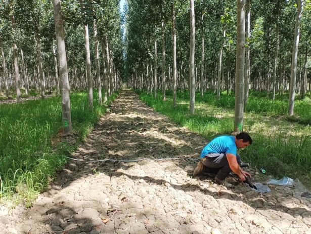 (LIFE WOOD FOR FUTURE)