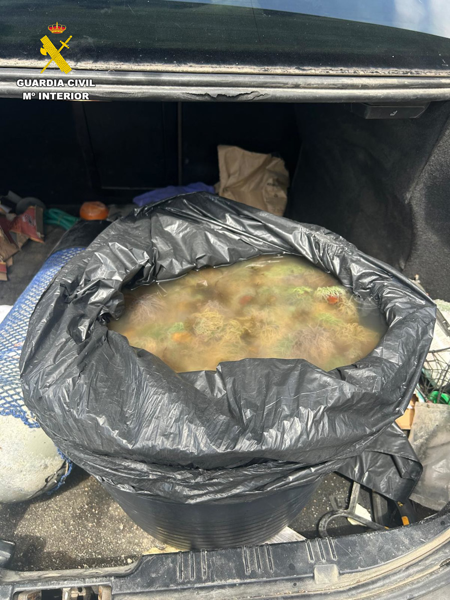 Anémonas de mar recuperadas (GUARDIA CIVIL)